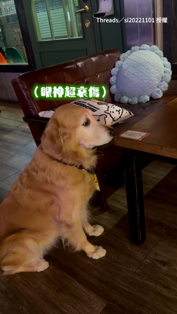 【大寫的哀傷】客人爽約沒來 阿金直接變失落狗狗QQ