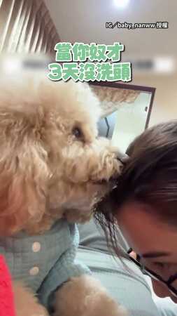 【這個味道】奴才3天沒洗頭...奶油貴賓犬湊近一嗅下秒轉頭嫌棄XD