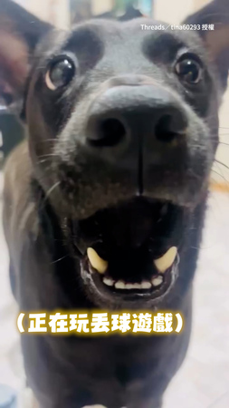 【下巴脫臼了嗎XD】狗狗玩丟球遊戲　張著嘴全程當機看媽超萌