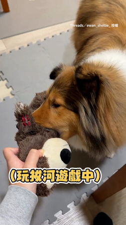 【有拔但不多】和牧羊犬玩拔河　牠輕咬玩偶搖來搖去超萌XD