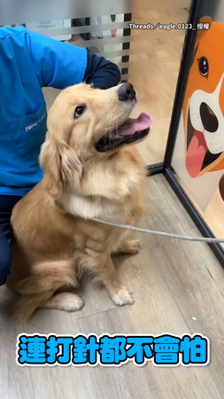 【天使狗勾】黃金獵犬吃藥打針都沒感覺！乖乖配合不反抗