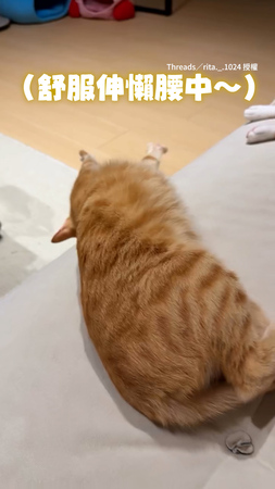 【天然呆貓貓】橘貓伸懶腰直接整隻滑下床XD