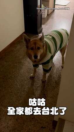 【壞台北扛下了所有】小狗聽到「媽媽去台北了」委屈露八字眉快哭惹