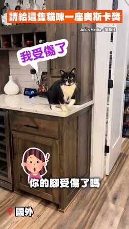 【騙吃騙喝】貓貓跛腳好可憐QQ　原來是戲精騙點心