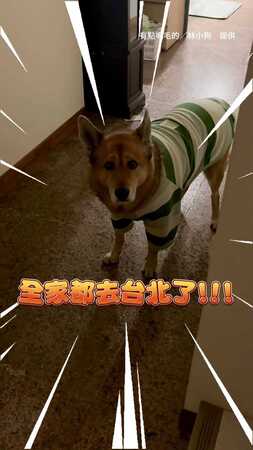 【全家都去台北？】姐姐一說出口　米克斯當場心碎QQ