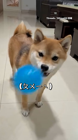 【ㄆㄨㄧˋ！】柴柴玩球用嘴發射　動作莫名有喜感XD