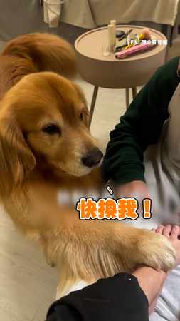 【換我了啦】阿金等不及做美甲 輪到牠卻被敷衍XD