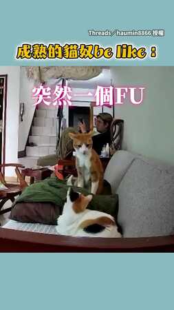 【從從容容拯救沙發】貓咪嘔吐醞釀中...奴才完美接住還有時間抽衛生紙