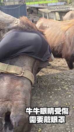 【彈性好又透氣】牛牛眼睛受傷...把胸罩當眼罩戴！