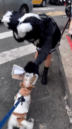 【我們都毛毛的】傑克羅素犬遇毛茸茸動物人興奮打招呼