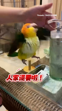 【我還要吃！】鸚鵡寶寶吃太快沒感覺飽　狂大叫要再吃