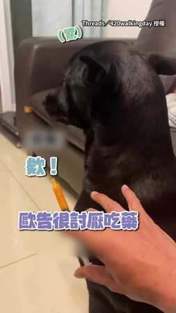 【先裝傻就對了】歐告聽吃藥囉！眼神急迴避：那很苦...