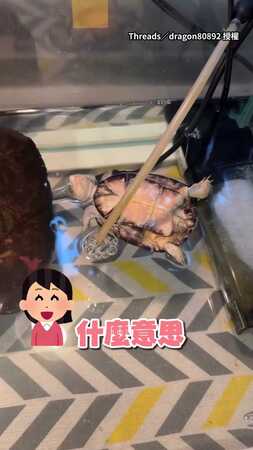 【主打一個舒適】烏龜悠哉仰躺水面敲享受～