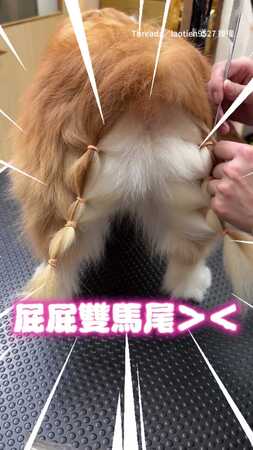 【屁屁雙馬尾】柯基綁完這造型竟是為了防沾大便XD