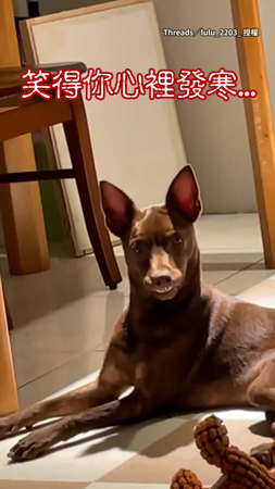 【笑得你心裡發寒】狗勾盯著奴才露齒笑　怎麼有點恐怖XD