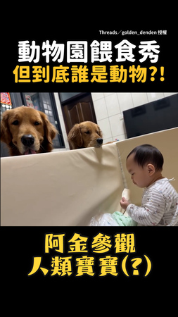 【動物園餵食秀】2阿金探頭看寶寶吃米餅...到底誰才是動物？！