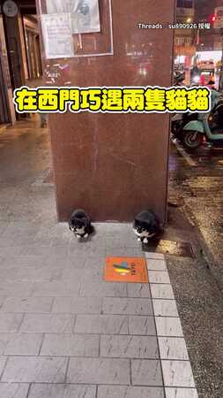 【Ctrl C＋Ctrl V】西門巧遇兩隻貓貓　長超像姿勢也一樣！
