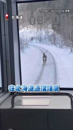 【優先鹿權】北海道列車上遇固執擋路鹿！乘客笑：真調皮