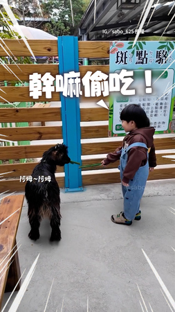 【氣噗噗XD】手裡的草被羊從背後靠近咬走！萌娃喊：幹嘛偷吃