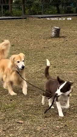 【邊牧是邊牧狗是狗】邊牧幼犬咬牽繩溜大狗 模樣太可愛XD