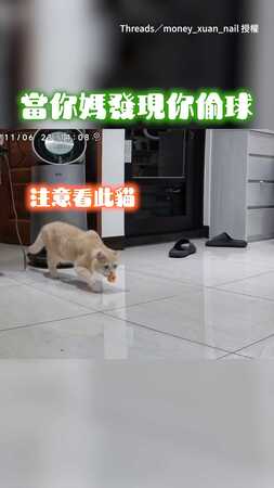 【最無辜的那種貓】走一個貓式滑步！牠的小肚肚什麼都能藏