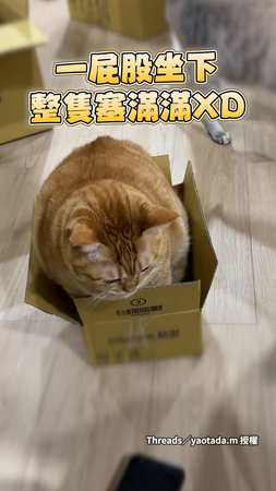 【翻車啦！】一輛橘貓硬擠紙箱卻低估了牠的大屁屁XD
