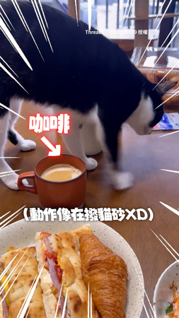 【像在撥貓砂XD】賓士貓聞咖啡味道！毛毛手在杯子附近狂挖
