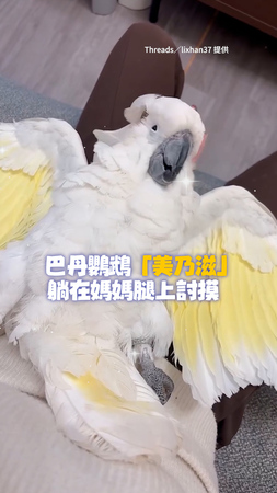 【太享受惹～】巴丹鸚鵡討摸舒服到「手開腳開」！曬出蓬鬆鳥肚變呆萌大白雞