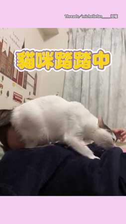 【這畫面有點味道】貓咪屁股對著奴才的臉踏踏XD