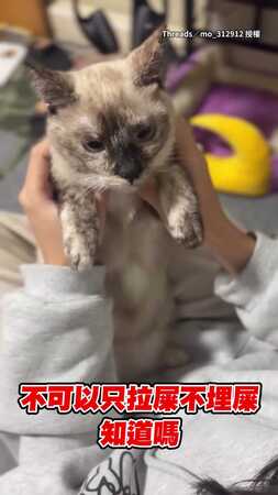 【媽媽淑芬生氣】貓咪上廁所不埋屎...被碎唸一臉委屈