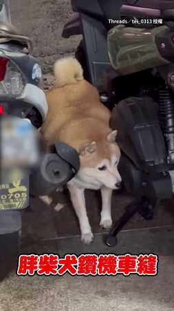 【巨大胖麻粩】胖柴犬鑽機車縫被卡住　見救星登場秒露燦笑