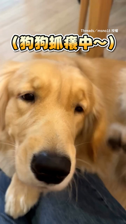 【快被煩鼠啦！】主人狂打擾阿金抓癢　牠滿臉無奈不想抓了XD