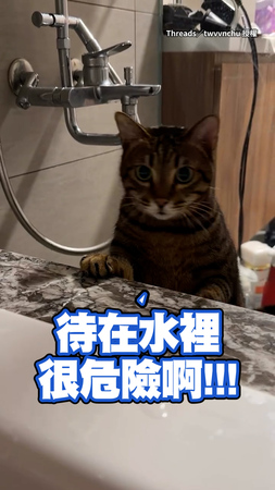 【只是泡澡不是死掉】虎斑貓見媽媽泡在浴缸...眼神滿滿的擔心