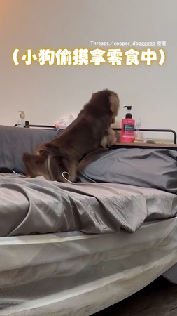 【嚇到臉垮掉】臘腸狗開心偷拿零食　媽在身後看狂偷笑XD