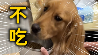 黃金獵犬不愛吃飯　捧碗求吃堅決撇頭：NO