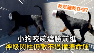 小狗咬碗遮臉前進　神級閃柱仍敵不過撞牆命運