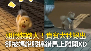 姐假裝路人！貴賓犬秒認出　卻被媽說服搞錯馬上離開XD