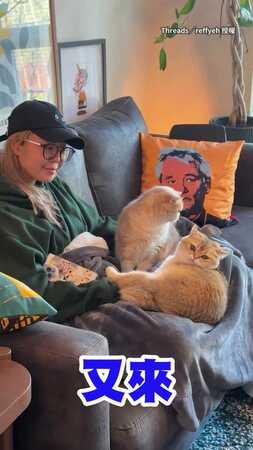 【不被愛的才是第三者】2貓每天上演搶媽媽戲碼　爸爸永遠被晾在旁邊XD