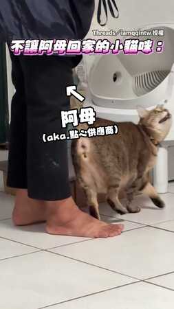 【點心供應商不能走～】虎斑貓不讓阿母回家！狂蹭蹭撒嬌討吃XD