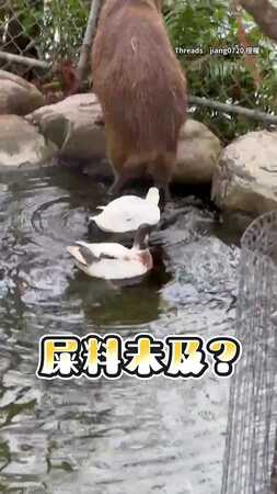 【真●屎到臨頭】水豚君上方狂拉...下面鴨子當把費吃？