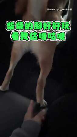 【狗狠話不多】柴犬被摸腳到不爽　直接空踢一腳警告！
