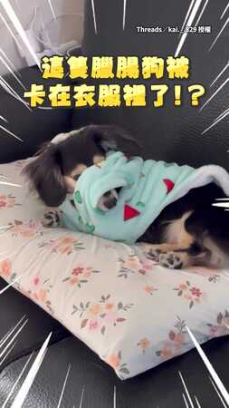 【頭怎麼會在那？】臘腸狗頭卡衣服裡　表情超哀怨XD