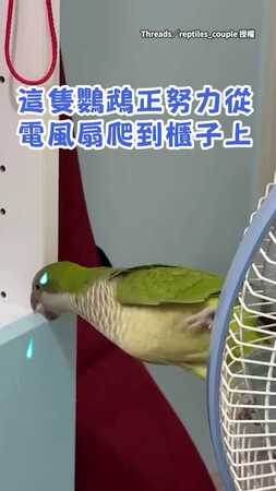 【翅膀是裝飾嗎？】鸚鵡寧願一字馬攀爬也不用飛的XD