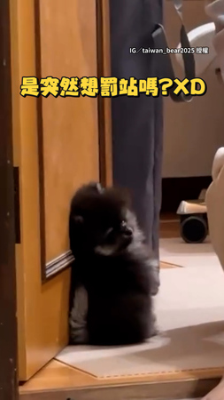 【突然想罰站】小狗突然貼著門立正 小小一隻超可愛