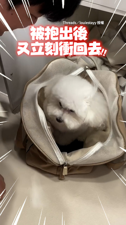 【就是要待在外出袋】萌汪被抱出下秒竟快速衝回去XD