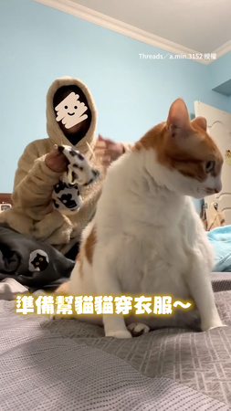 【太滑順了吧XD】奴才幫貓咪穿衣服　牠全程沒反抗超乖巧！