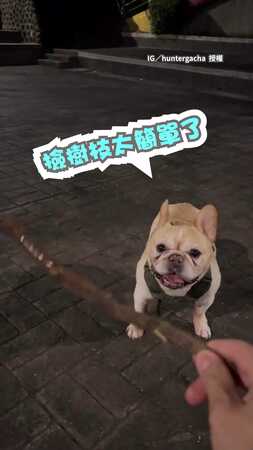 【去去樹枝不見術】法鬥撿樹枝走幾步就放棄　它「有去無回」笑翻網友