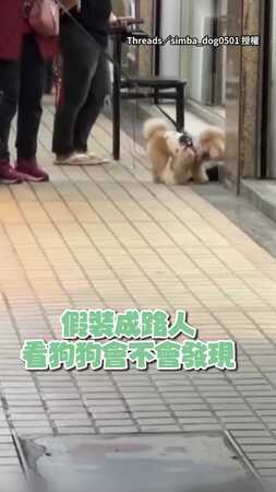 【反應太可愛】姐假裝路人！貴賓犬秒認出卻被媽說服搞錯馬上離開XD