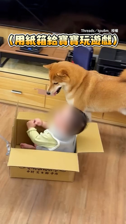 【偶也想玩...】看寶寶玩紙箱遊戲　貪玩柴犬也想體驗XD