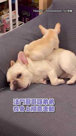 【好可愛】法鬥哥讓弟弟在身上玩耍！溫馨畫面讓奴才心融化～